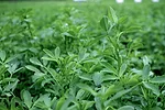FORAGE__ALFALFA.jpeg
