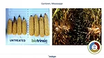 Indigo Ag biotrinsic M33+M34.png