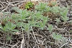 Late-winter-kochia-control-Part-1-F01.jpeg