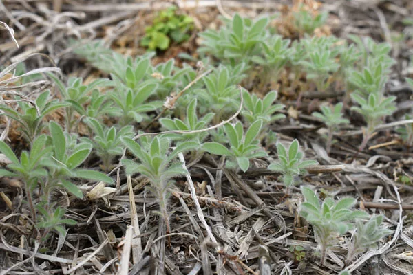 Late-winter-kochia-control-Part-1-F01.jpeg