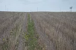 Loran Steinlage October 2023 Soybean Cereal Rye.jpeg
