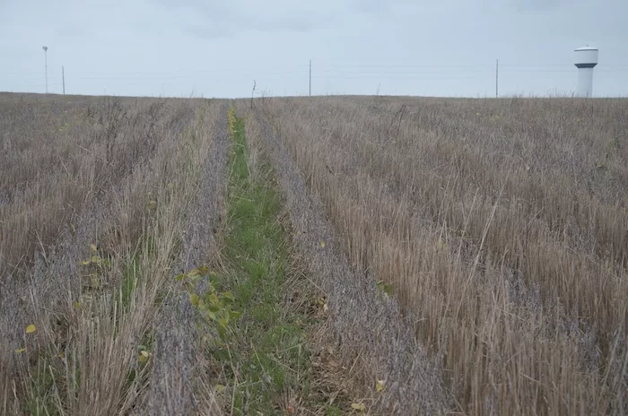 Loran Steinlage October 2023 Soybean Cereal Rye.jpeg
