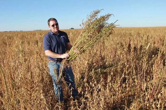 Ben-Sauder-Pigweed-in-Soybeans.jpg