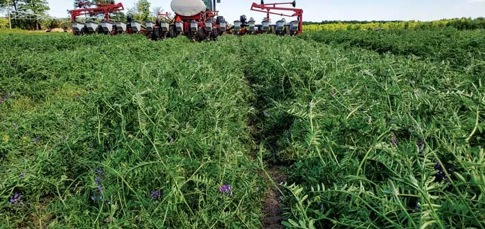 Jay-Baxter-hairy-vetch.jpg