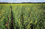 Brooks-Garland-caranita-winter-crop.jpg
