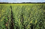 Brooks-Garland-caranita-winter-crop.jpg