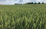 Pembroke-2021-wheat.jpg