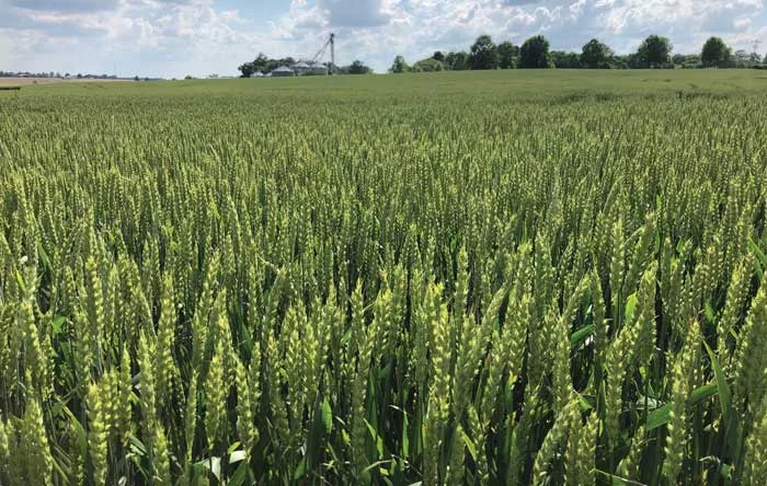 Pembroke-2021-wheat.jpg