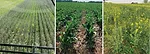 cover-crop-on-Andrew-Bernzotts-farm.jpg