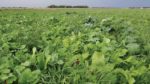 cover-crops-with-5-6-species.jpg
