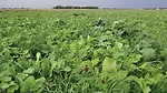 cover-crops-with-5-6-species.jpg