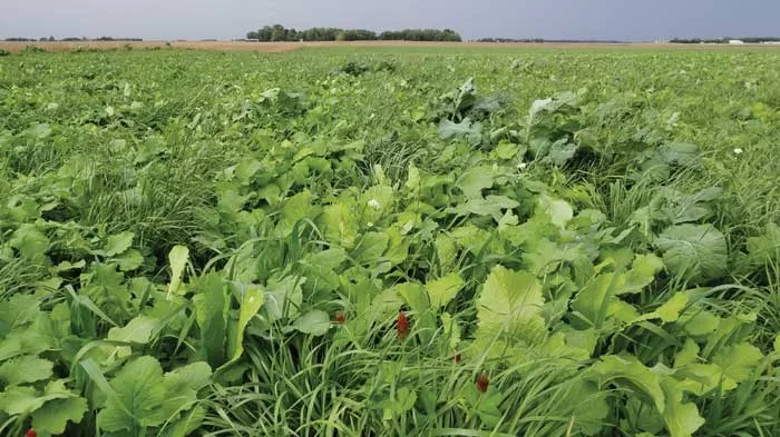 cover-crops-with-5-6-species.jpg