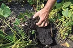Pattern-Ag-sequences-DNA-from-the-soil-biology.jpg