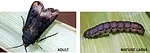 black-cutworm.jpg