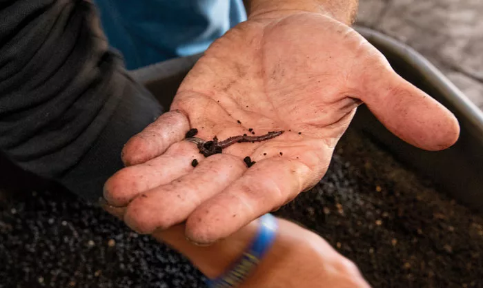 epigeic-worms.jpg