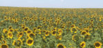 Sunflower-Field.jpg