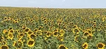 Sunflower-Field.jpg