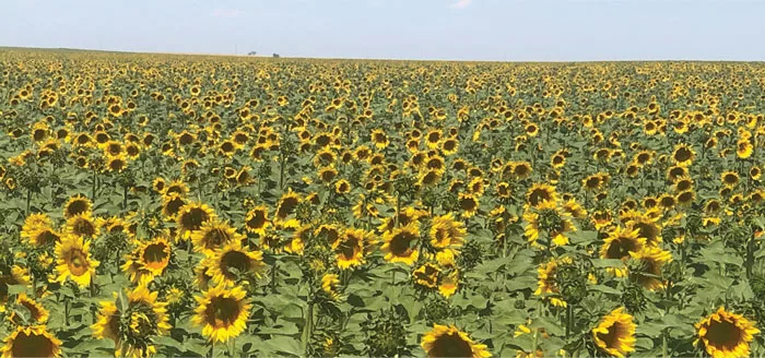 Sunflower-Field.jpg