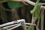 White-Mold-Feature.jpg