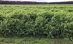 Blaine-Hitchens-hairy-vetch.jpg