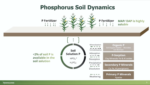 Phospholutions Soil Dynamics.png