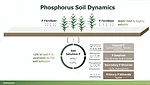 Phospholutions Soil Dynamics.png