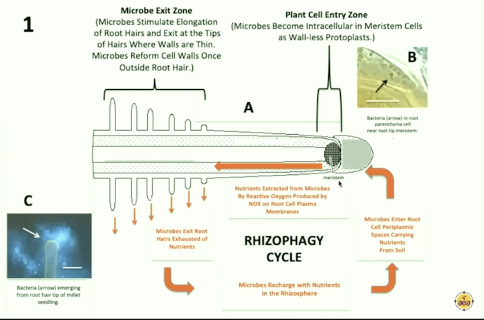 /ext/resources/images/2023/Rhizophagy-Cycle-Kempf.png