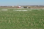 Winter Rye Nitrate Losses.jpeg