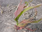 agronomy field fertilizer.jpeg