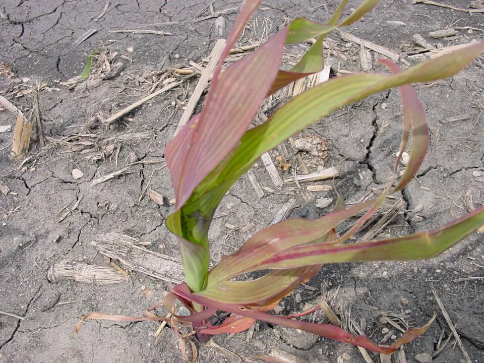 agronomy field fertilizer.jpeg