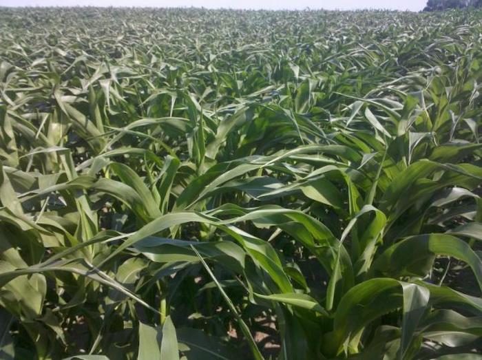 drought-corn-Iowa State.jpeg