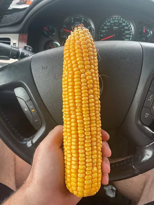 hedrick corn.jpeg