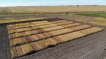 ndsu-variety-trial-at-prosper-sept-27-2022.jpeg