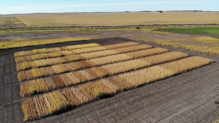 ndsu-variety-trial-at-prosper-sept-27-2022.jpeg