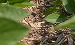 no-till-soybeans-copy.jpg