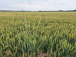 Cereal Rye in Wheat Field KSU-Lancaster.jpg