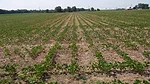 Grigar Dry Beans in Cereal Rye.JPG