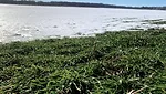 Cereal-rye-covered-in-snow.jpg