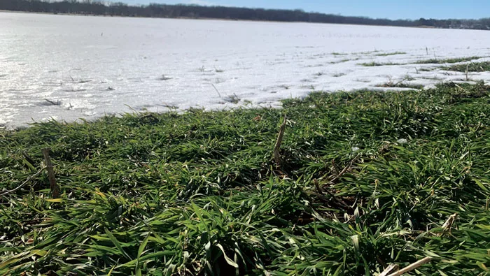 Cereal-rye-covered-in-snow.jpg