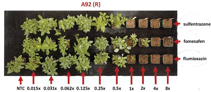 Felipe-Faleco-Greenhouse-Experiment.jpg