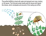 Saik-purified-dsRNA-.jpg