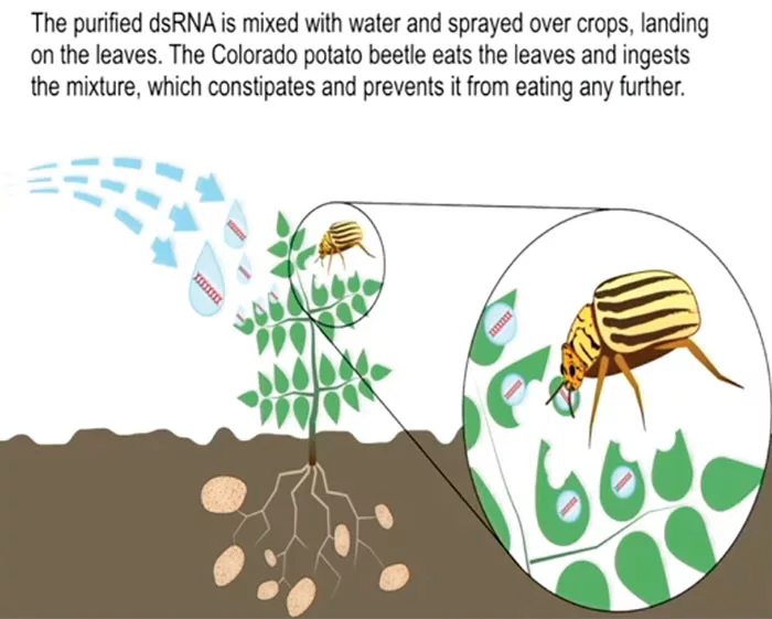 Saik-purified-dsRNA-.jpg