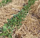 WILFNT-White-1.jpg