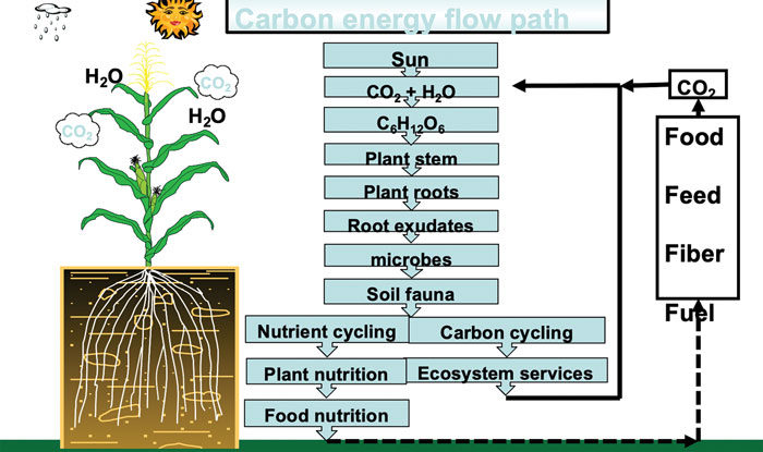 hatfield1-Carbon-Energy-Flow-Path.jpg