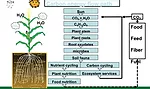 hatfield1-Carbon-Energy-Flow-Path.jpg