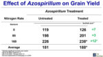 Effect-of-Azospirillum-on-Grain-Yield-700.jpg