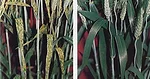 durum-wheat.jpg