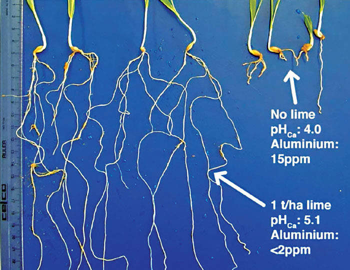 Plant-Health-Root-Systems.jpg