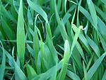 smallgraincopper.jpg