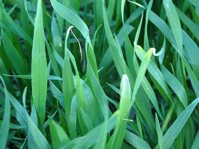 smallgraincopper.jpg
